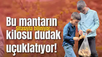 Bu mantarın kilosu dudak uçuklatıyor!