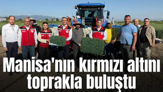 Manisa'nın kırmızı altını toprakla buluştu