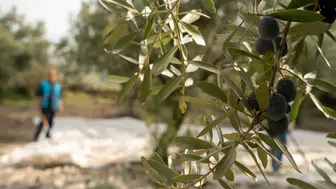 Manisa'da zeytin için önemli buluşma!