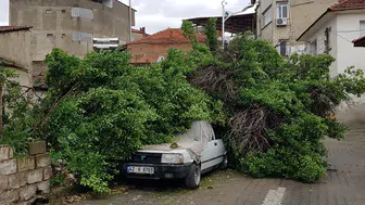 Asırlık ağaç yağmurlara dayanamadı