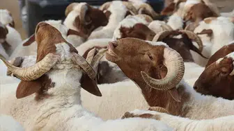 Kurban kesimi ne zaman başlar? Diyanet’e göre bayramda son gün ve vakitler belli oldu