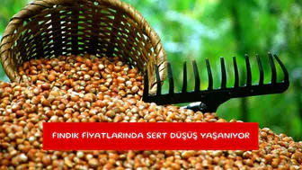 Fındık fiyatlarında sert düşüş yaşanıyor