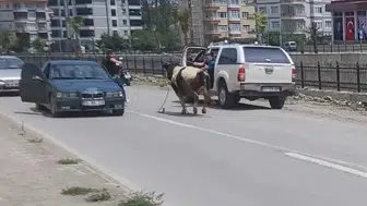 Kurbanlık dana ilçeyi birbirine kattı