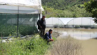 Yeşilırmak Nehri taştı, tarım arazileri sular altında kaldı
