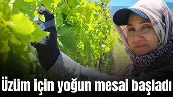 Üzüm için yoğun mesai başladı