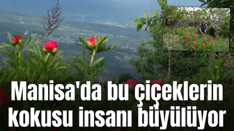 Manisa'da bu çiçeklerin kokusu insanı büyülüyor