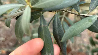 Manisa'da zeytin üreticilerine halkalı leke uyarısı