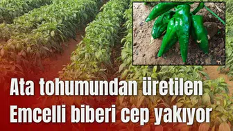 Ata tohumundan üretilen Emcelli biberi cep yakıyor