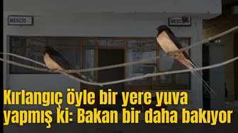 Kırlangıç öyle bir yere yuva yapmış ki: Bakan bir daha bakıyor