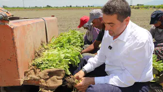 Başkan Cıllı tütün dikimine yardım etti