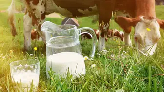 Süt üreticilerine büyük destek