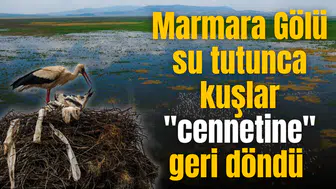 Marmara Gölü su tutunca kuşlar "cennetine" geri döndü