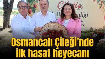 Osmancalı Çileği’nde ilk hasat heyecanı