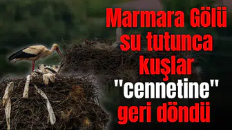 Marmara Gölü su tutunca kuşlar "cennetine" geri döndü