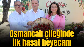 Osmancalı Çileği’nde ilk hasat heyecanı