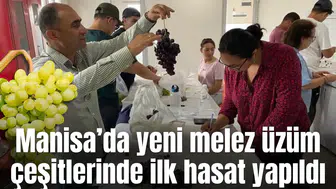 Manisa’da yeni melez üzüm çeşitlerinde ilk hasat yapıldı