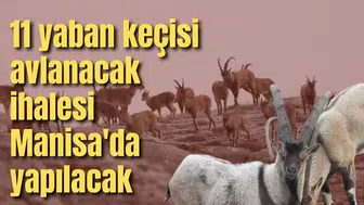11 yaban keçisi avlanacak ihalesi Manisa'da yapılacak