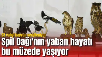 Spil Dağı'nın yaban hayatı bu müzede yaşıyor