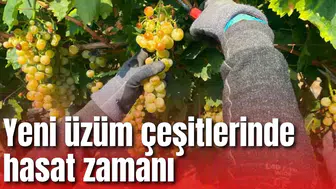 Yeni üzüm çeşitlerinde hasat zamanı