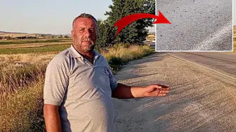 Binlerce kurbağa yolu istila etti
