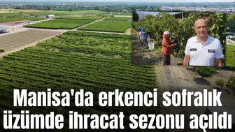 Manisa'da erkenci sofralık üzümde ihracat sezonu açıldı