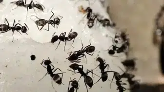 Evdeki böcek sorununa doğal çözüm! Birkaç damlası karınca ve sinekleri uzaklaştırıyor