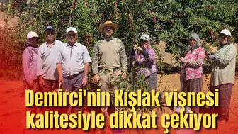Manisa’nın Kışlak köyünde 500 ton vişne üretimi yapılıyor