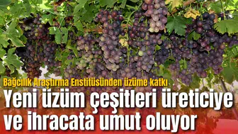 Yeni üzüm çeşitleri üreticiye ve ihracata umut oluyor