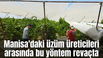 Manisa'daki üzüm üreticileri arasında bu yöntem revaçta