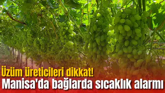 Üzüm üreticileri dikkat! Manisa'da bağlarda sıcaklık alarmı