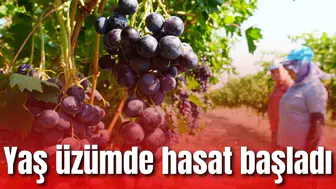 Yaş üzümde hasat başladı