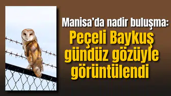 Manisa’da nadir buluşma: Peçeli Baykuş gündüz gözüyle görüntülendi