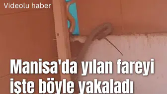Manisa'da yılan fareyi işte böyle yakaladı