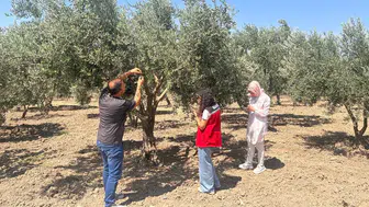 Manisa'da zeytin sineğine karşı önlem