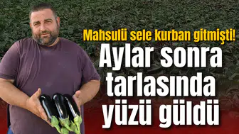 Mahsulü sele kurban gitmişti! Aylar sonra tarlasında yüzü güldü