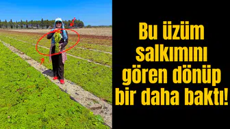 Bu üzüm salkımını gören dönüp bir daha baktı!
