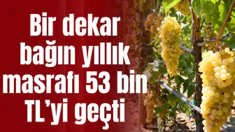 Bir dekar bağın yıllık masrafı 53 bin TL’yi geçti