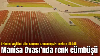 Manisa Ovası’nda renk cümbüşü