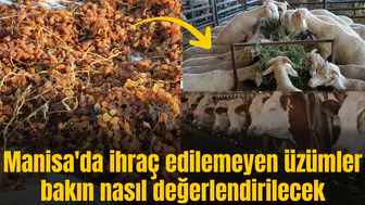 Manisa'da ihraç edilemeyen üzümler bakın nasıl değerlendirilecek