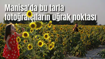 Manisa'da bu tarla fotoğrafçıların uğrak noktası