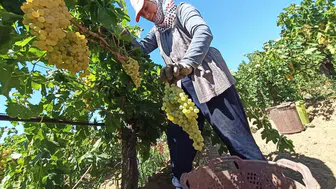 ÜZÜMÜN BAŞKENTİ’NDE HASAT BEREKETİ DEVAM EDİYOR