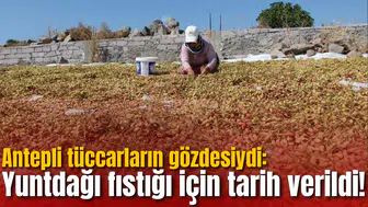 Antepli tüccarların gözdesiydi: Yuntdağı fıstığı için tarih verildi!