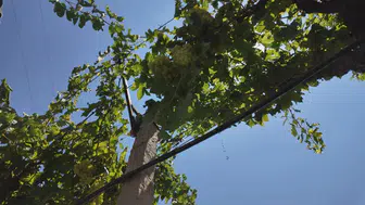 Alaşehir’de 30 bine yakın dekar arazi sulama sistemiyle buluştu