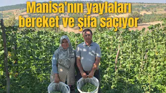 Manisa'nın yaylaları bereket ve şifa saçıyor