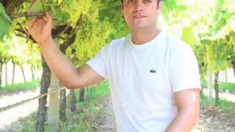 Manisa'da ihraç edilemeyen üzümler bakın nasıl değerlendirilecek