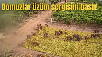 Domuzlar üzüm sergisini bastı!