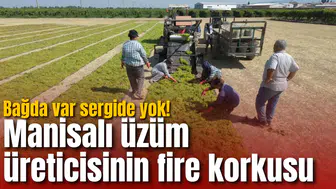 Bağda var sergide yok! Manisalı üzüm üreticisinin fire korkusu