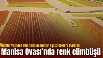 Manisa Ovası’nda renk cümbüşü