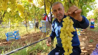 Sarıgöl'de üzümde rekor rekolte beklentisi