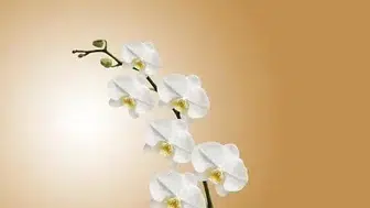 Yaprakları sararıyor, çiçekleri dökülüyor! Orkide bakımında yapılan büyük hata
